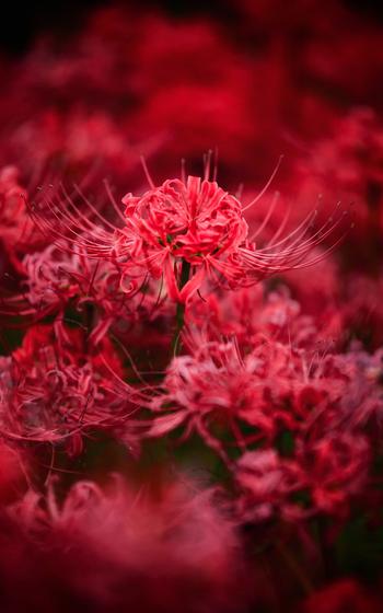 A butterfly and spider lilies.